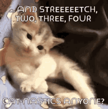 So Cute Cat GIF - So Cute Cat Catnastics GIFs