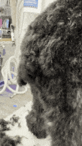a close up of a dog being groomed with a sign in the background that says ' grooming '