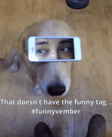 Funnyvember Dog GIF - Funnyvember Dog GIFs