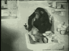 Monkey Wash Cat GIF - Monkey Wash Cat GIFs