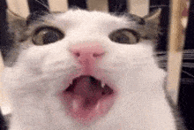Cat Crunch GIF - Cat Crunch Cat Crunch GIFs
