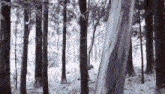 a snow covered forest with trees covered in snow
