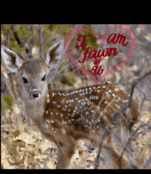 i am fawn of you cute fawn message animal valentines day gif adorable message valentines day