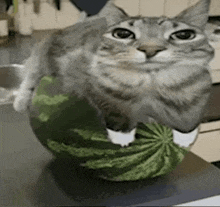 Watermelon Cat GIF