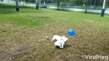 playing ball frenchies dogs balloon