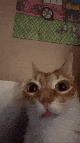 a close up of a cat 's face with a picture of a car behind it