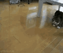 Cat Cats In Boxes GIF - Cat Cats In Boxes Box Cats GIFs