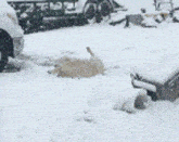 Dog Playing In Snow Texas GIF