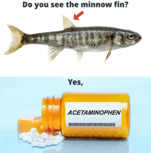 a picture of a fish and a bottle of acetaminophen next to it