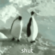 two penguins are standing next to each other on a snowy hill .
