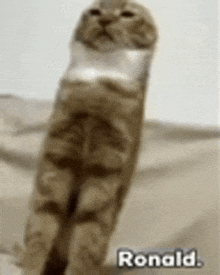 a cat is wrapped in plastic and says ronald on the bottom right