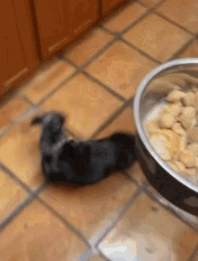 Dog Exited GIF - Dog Exited GIFs