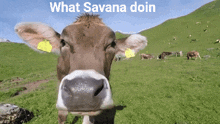 Cow Savana GIF - Cow Savana GIFs