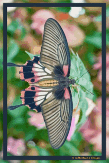 Butterfly Happy GIF - Butterfly Happy Sunday GIFs