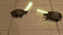 Turtles Cute GIF