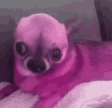 Rokeitup Pink Dog GIF - Rokeitup Pink Dog GIFs