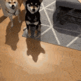 two shiba inu dogs are standing next to each other on a wooden floor .