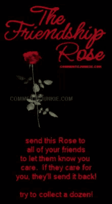The Friendship Rose GIF - The Friendship Rose Rose GIFs