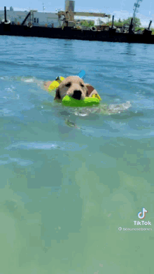 a puppy is swimming in the ocean wearing a life jacket .