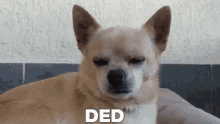 Dog Ded GIF - Dog Ded Sleep GIFs