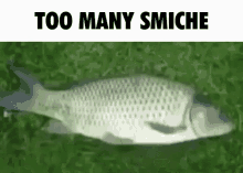 Smiche Smiche Nation GIF - Smiche Smiche Nation Fish GIFs