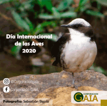 Dia De La Aves Gaia GIF - Dia De La Aves Gaia Birds GIFs