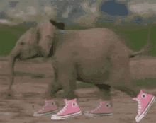 Elephant Trunk GIF - Elephant Trunk Run GIFs
