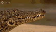 Edward Jackson Edward Jackson X Alligator GIF