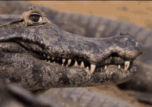 Edward Jackson Edward Jackson X Alligator GIF - Edward Jackson Edward Jackson X Alligator Alligator GIFs