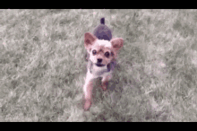 a small brown and white dog is standing in the grass wearing a sweater .