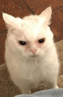 Bagel Cat GIF - Bagel Cat GIFs