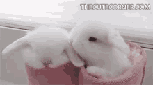 Baby Rabbit Lick GIF - Baby Rabbit Lick Kisses GIFs