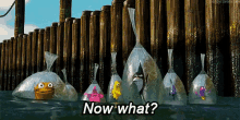 A GIF - Finding Nemo Now What Confused GIFs
