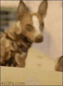 Happy Doglove GIF - Happy Doglove Happydog GIFs
