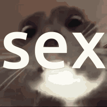 a close up of a cat 's face with the word sex behind it