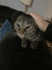 a person petting a cat 's head with a lamp in the background