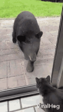 Bear Viralhog GIF - Bear Viralhog Cat GIFs