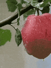 Apple Tree GIF - Apple Tree Raining GIFs