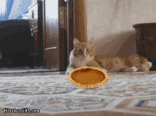 thanksgiving pie turkey day cat