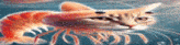 a cat is swimming next to a shrimp in the water .