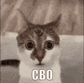 Cbo система водяного охлаждения GIF - Cbo система водяного охлаждения кот GIFs