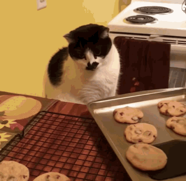 Cats eating clearance cookies