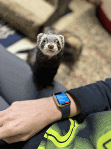 What Time Is It Thank You Ma'Am GIF - What Time Is It Thank You Ma'Am Ferret GIFs