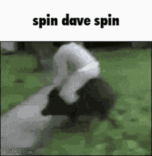Dave David GIF - Dave David Spinner GIFs