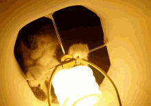 Cat Lightbulb GIF - Cat Lightbulb What GIFs