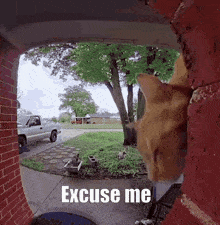 a cat looking through a doorway with the words excuse me written on the bottom