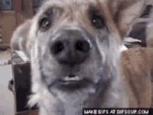 Crying Dog GIF - Crying Dog Meme GIFs