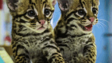 next decade of ocelots lets save the cats save the ocelot ocelot foundation next ocelot species