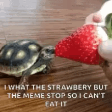 Cute Turtle GIF - Cute Turtle Strawberry GIFs