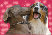 Love Kisses GIF - Love Kisses Puppy Love GIFs